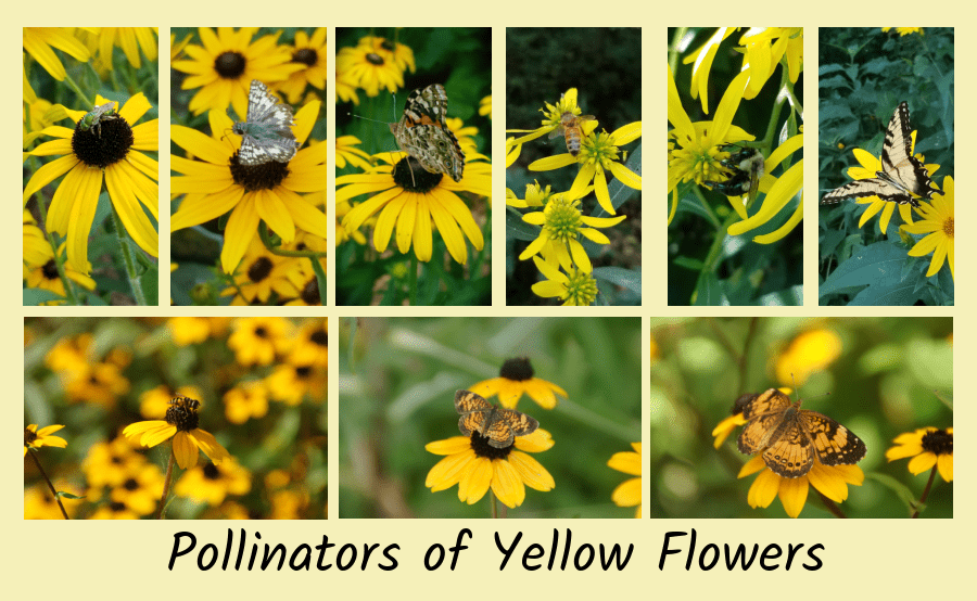 yellow late summer flowers