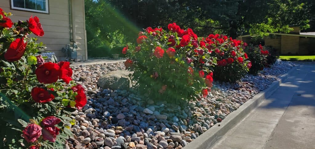 Hardy hibiscus loves a hot spot