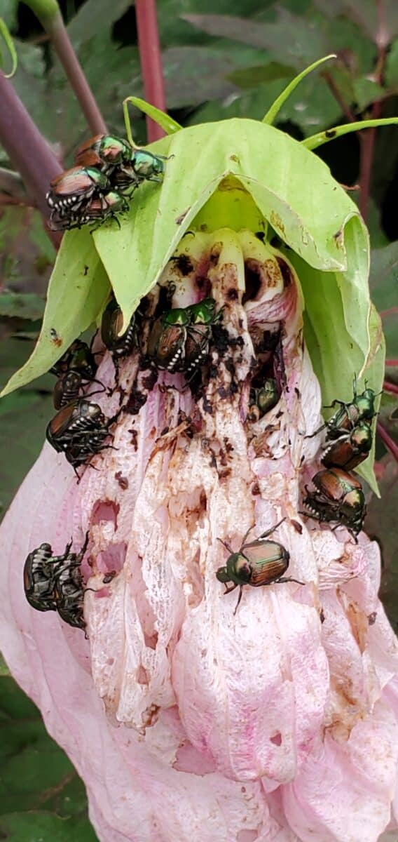 Japanese beetles on hibiscus