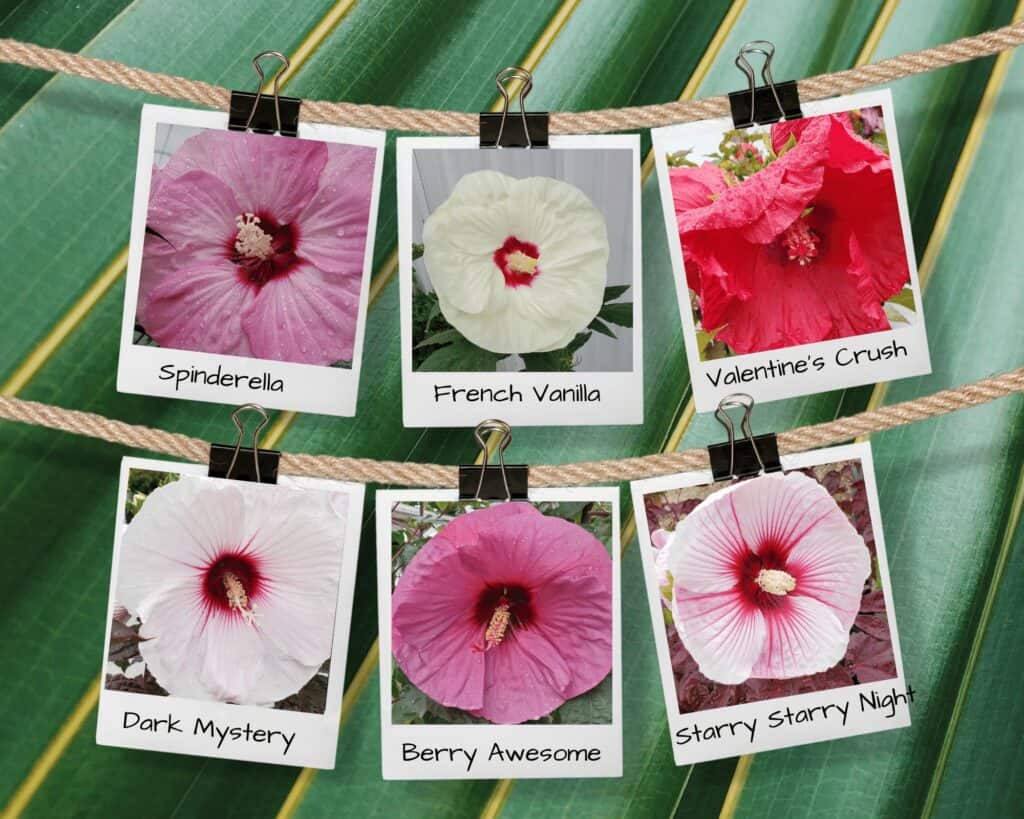 hardy hibiscus varieties