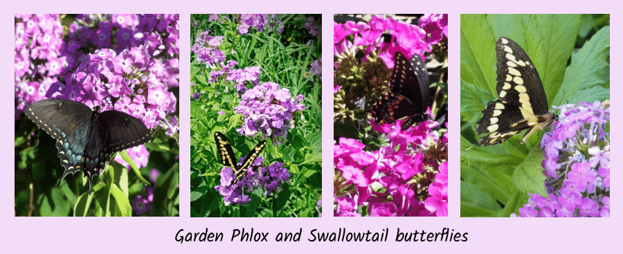 pollinators of fall phlox