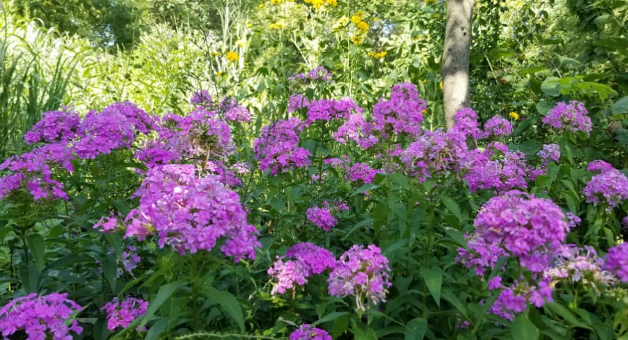fall phlox