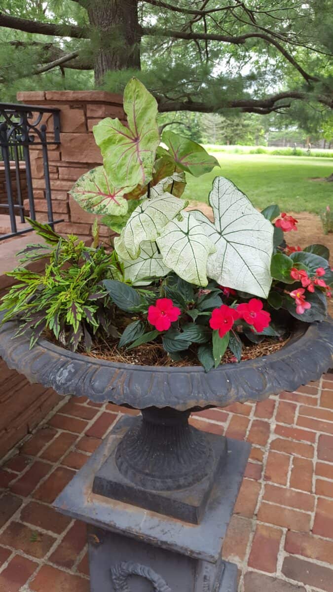 Caladiums in a shade container