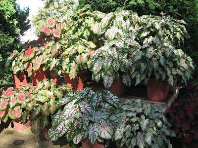 caladium trials 