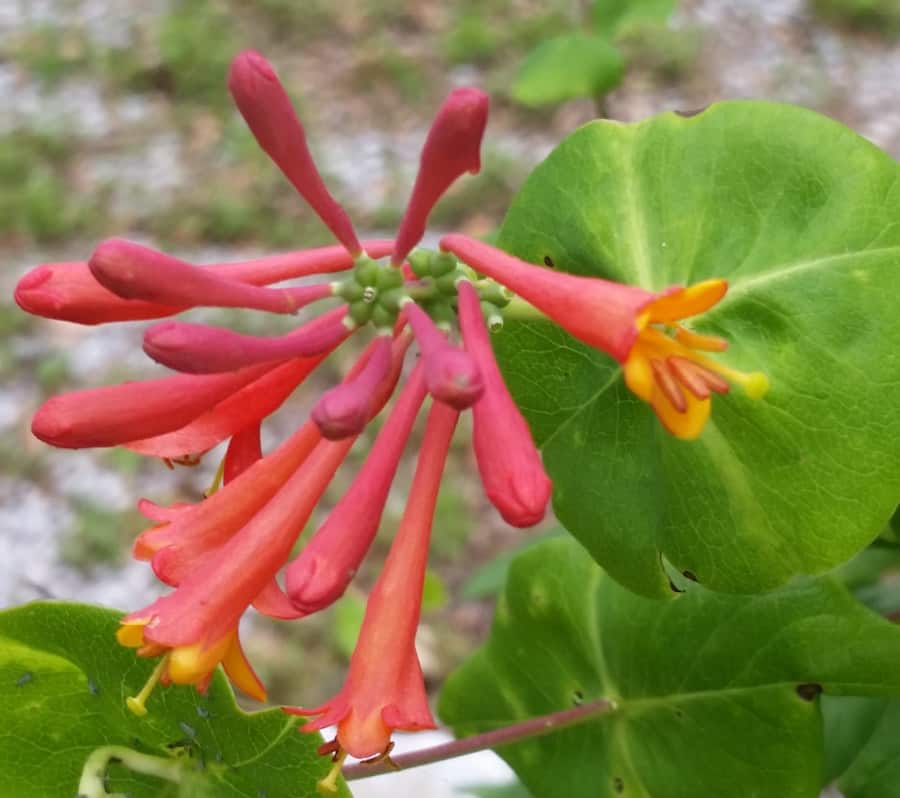 coral honeysuckle flowers