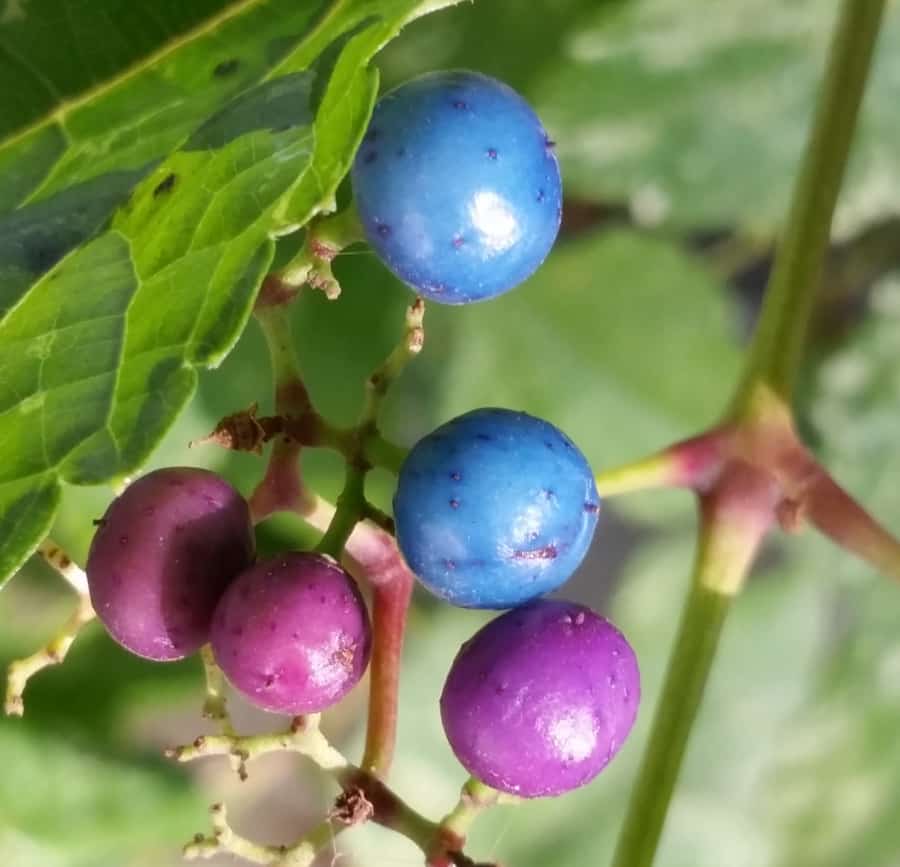 Porcelain vine berries