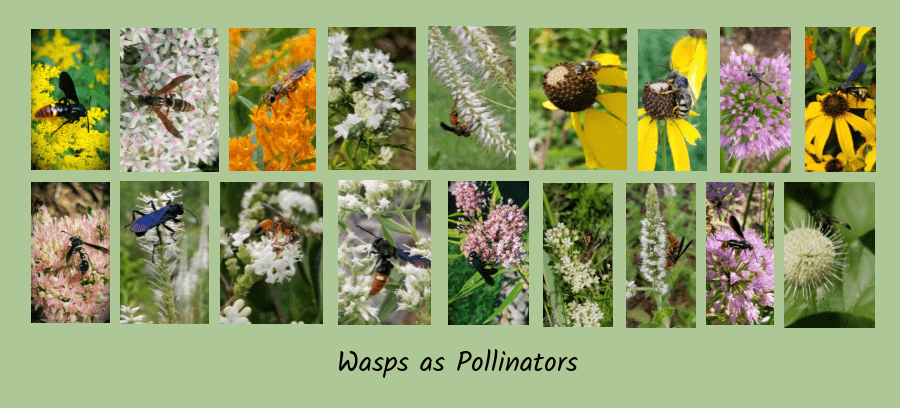 wasps as pollinators