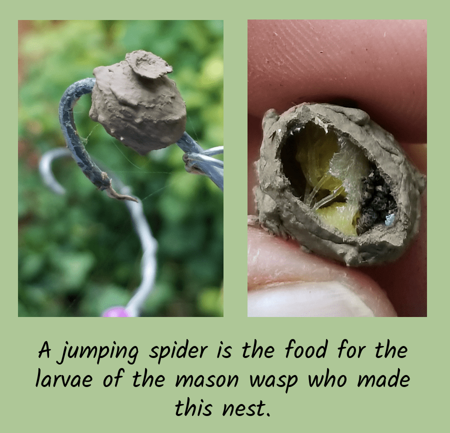 mason wasp house and food