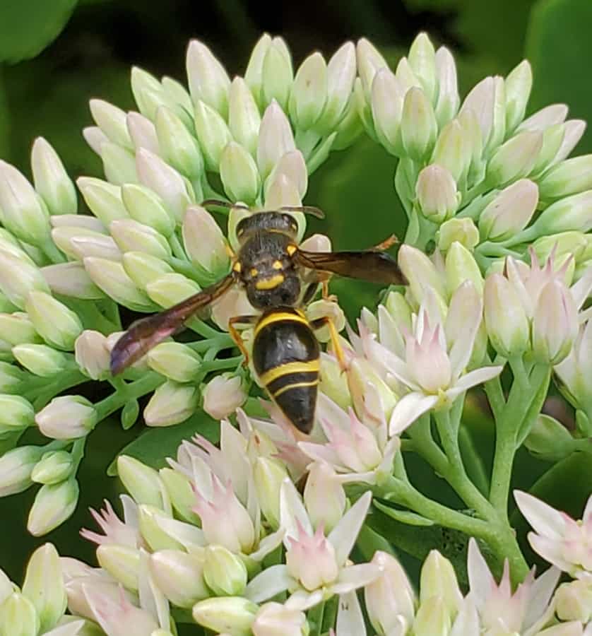 smiling mason wasp