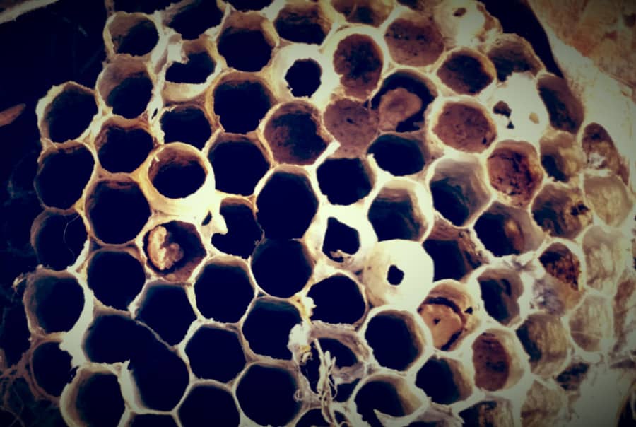 paper wasp nest
