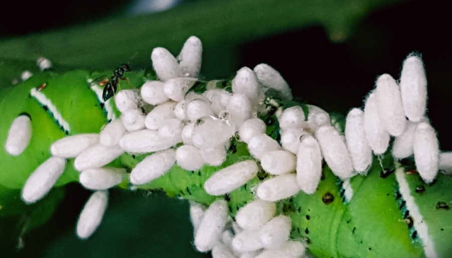 parasitized tomato hornworm 