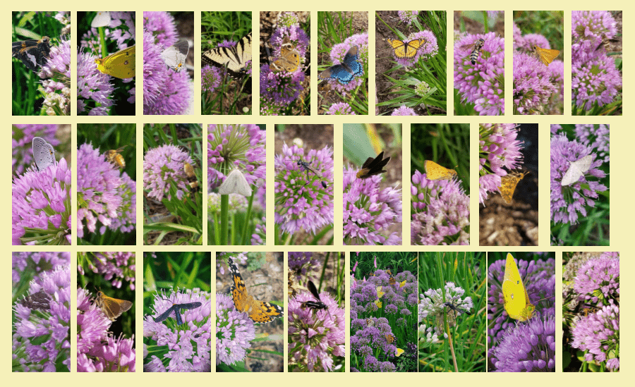 pollinators of ornamental onion