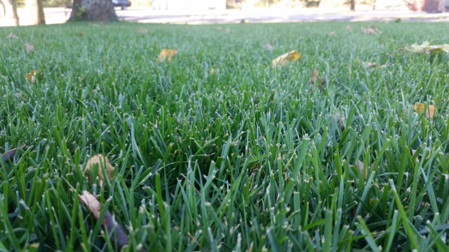 turf grass