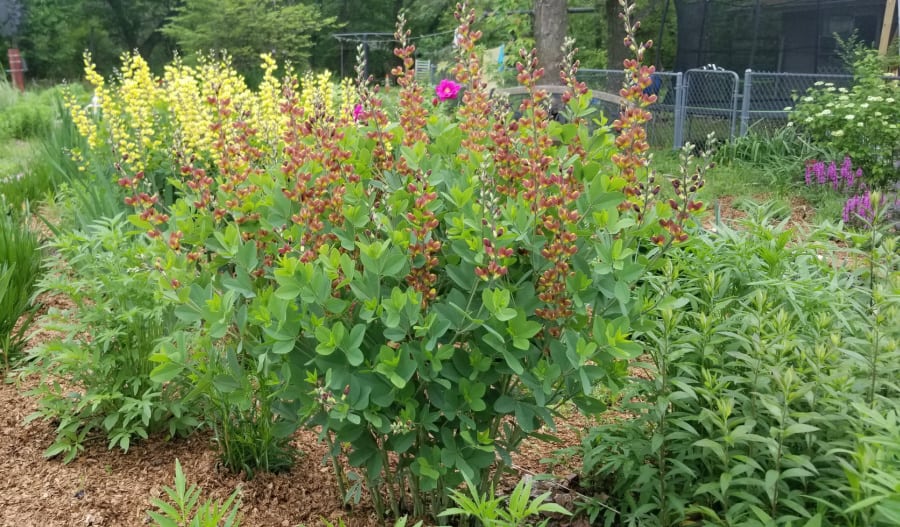baptisia for the lazy gardener