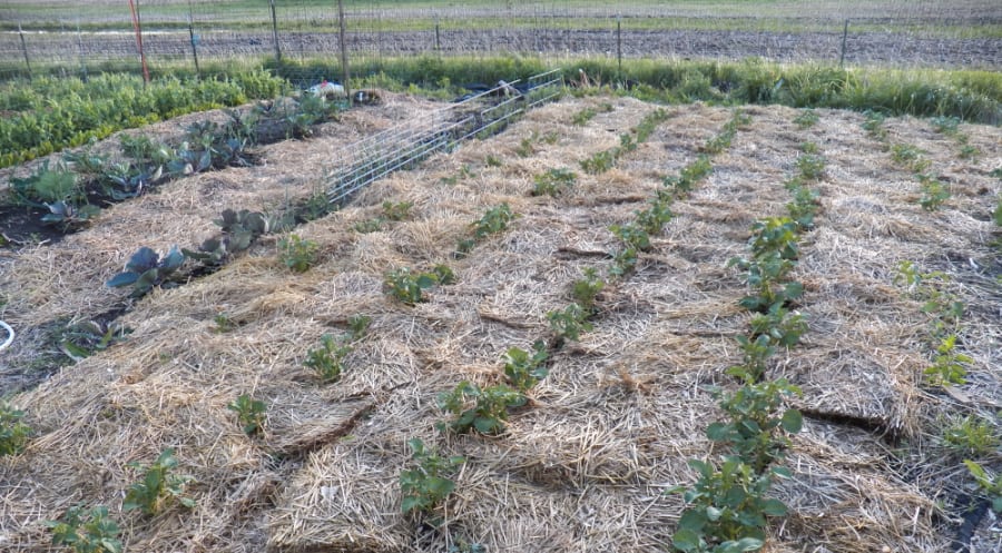 mulch for the lazy gardener