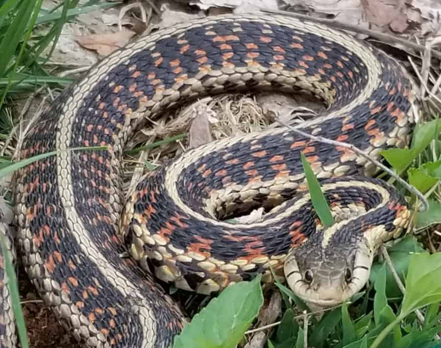 garter snake