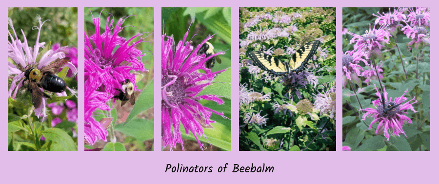 pollinators on beebalm