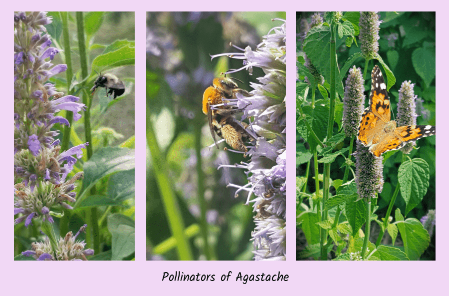 agastache