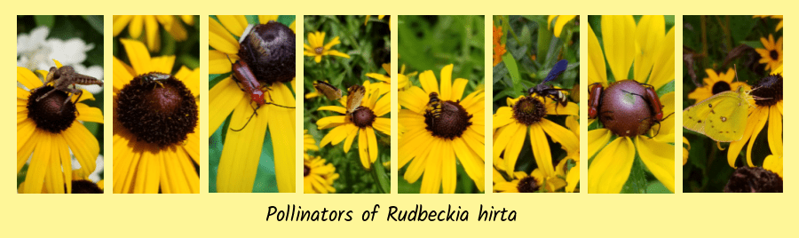 Rudbeckia hirta