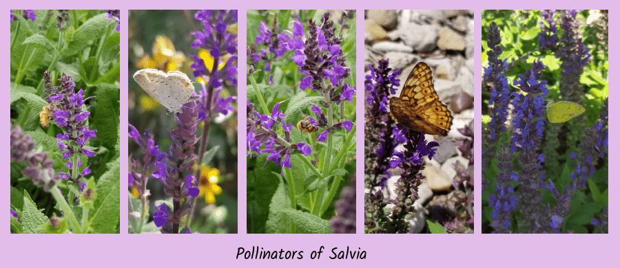 salvia with pollinators