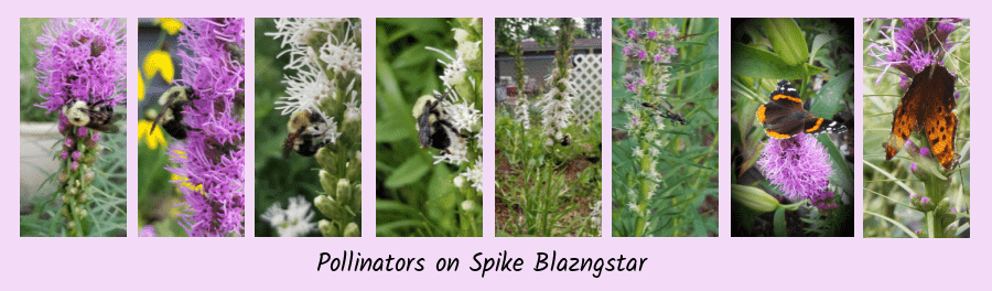 pollinators of spike blazingstar