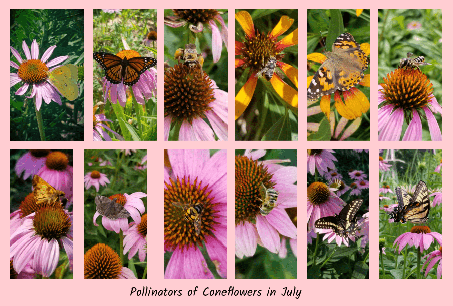 coneflowers in July