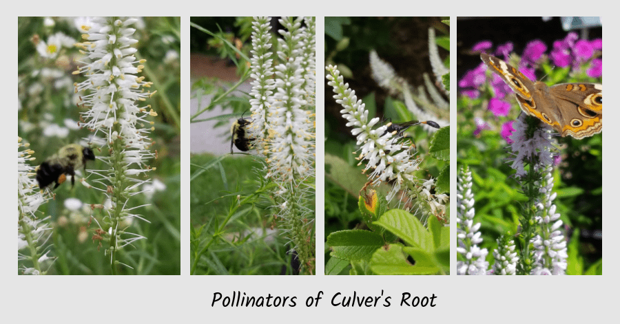 culver's root