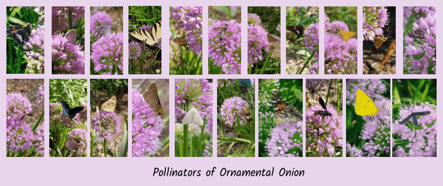 ornamental onion and pollinators