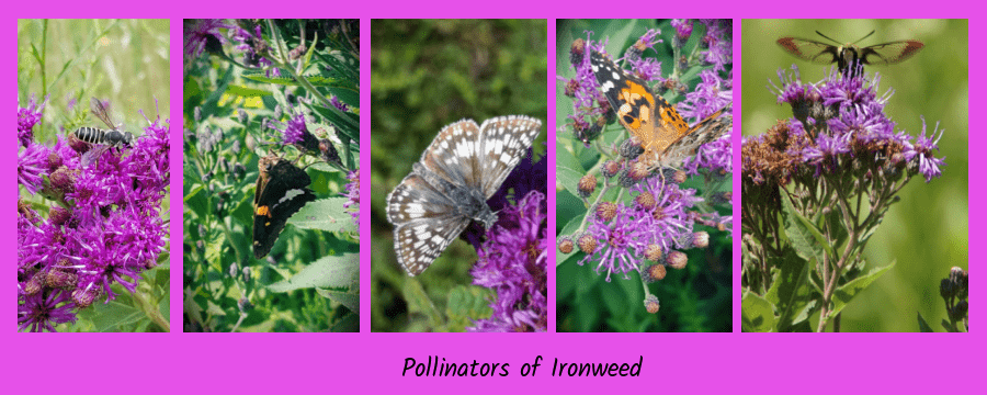 ironweed
