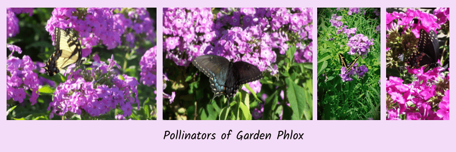 garden phlox