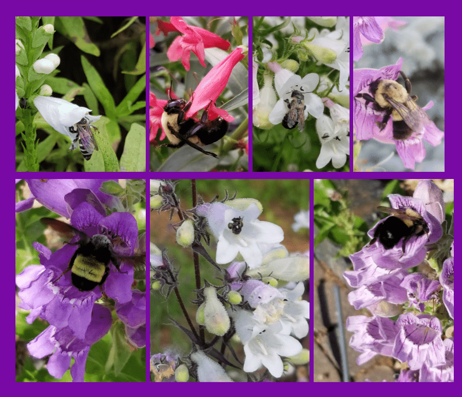 pollinators on penstemons