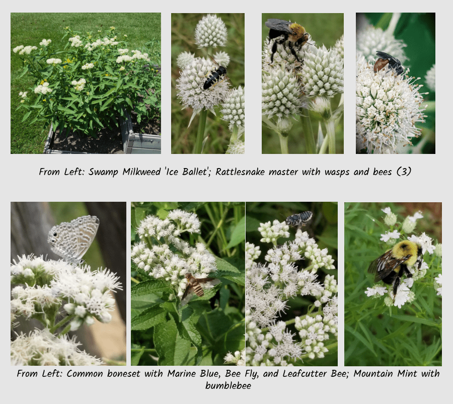 white flowered natives