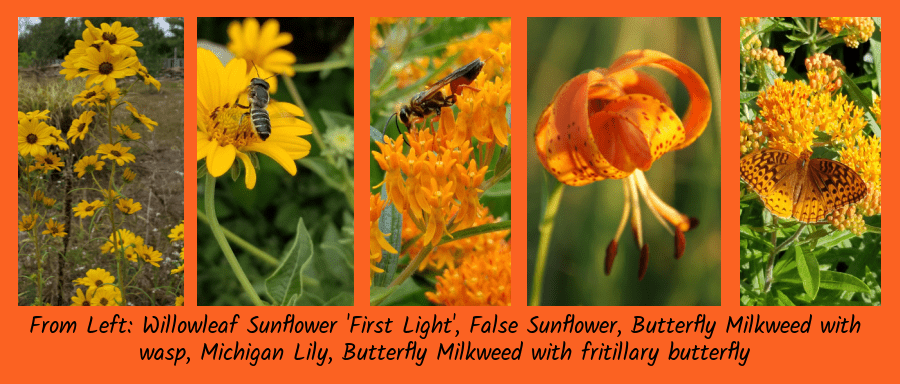 favorite natives orange flowers