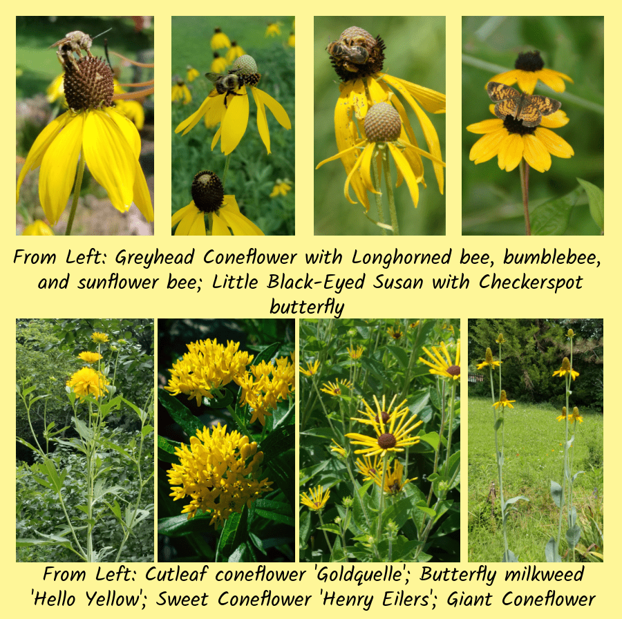 yellow flowered favorite natives