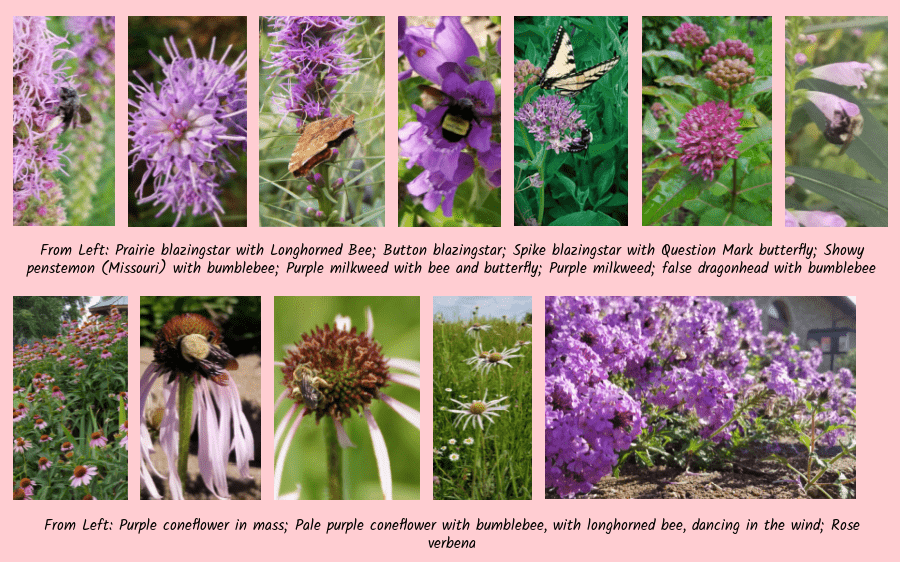 pink flowered favorite natives