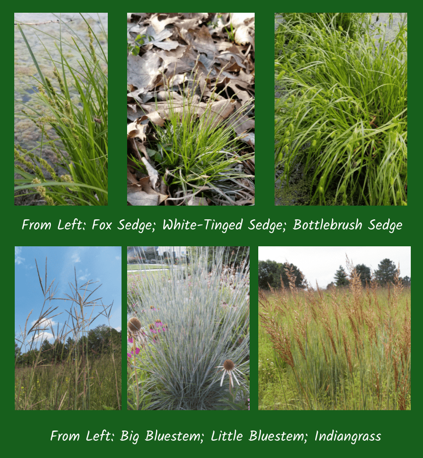 favorite native grasses