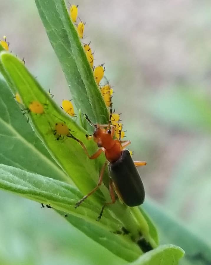 soldier beetle eating aphids