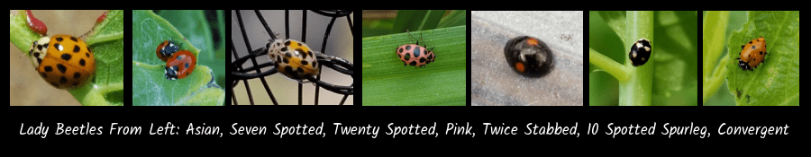 lady beetle types