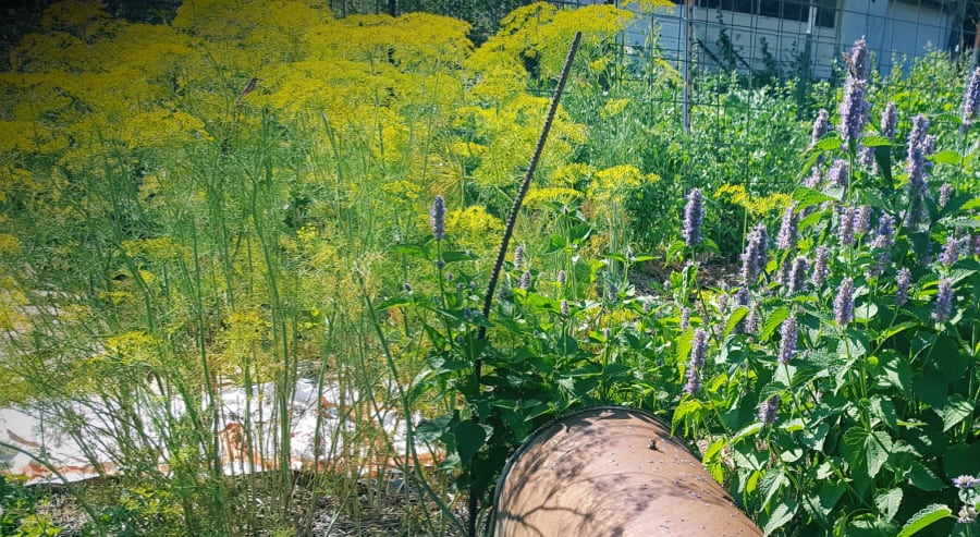 Dill and Anise Hyssop