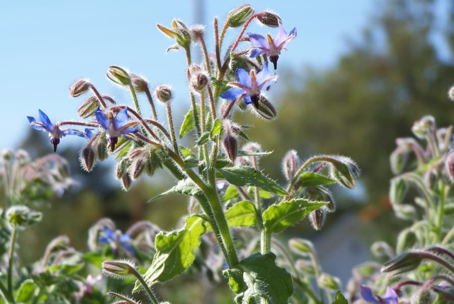 borage 
