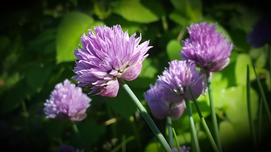 chives