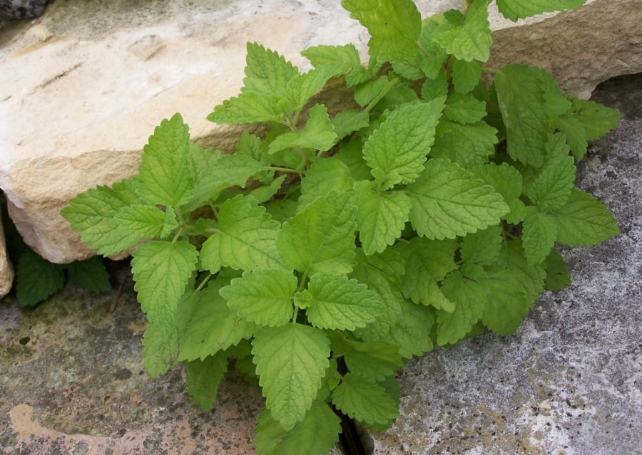 lemon balm