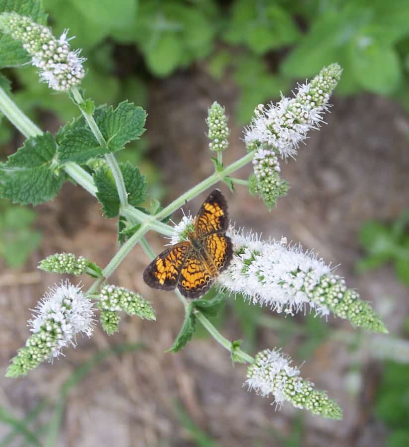 Apple mint with butterfly