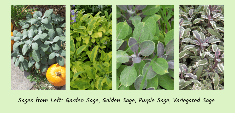 sages (herbs)