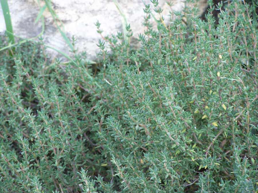 French cooking thyme