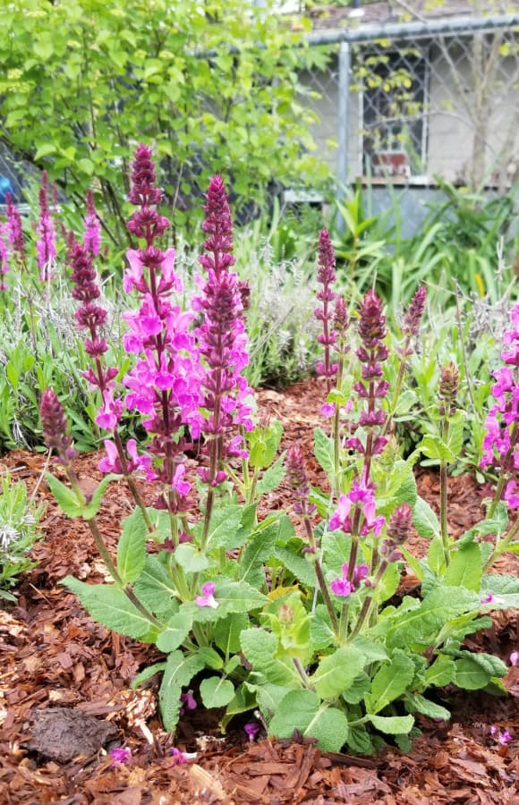 pink salvia