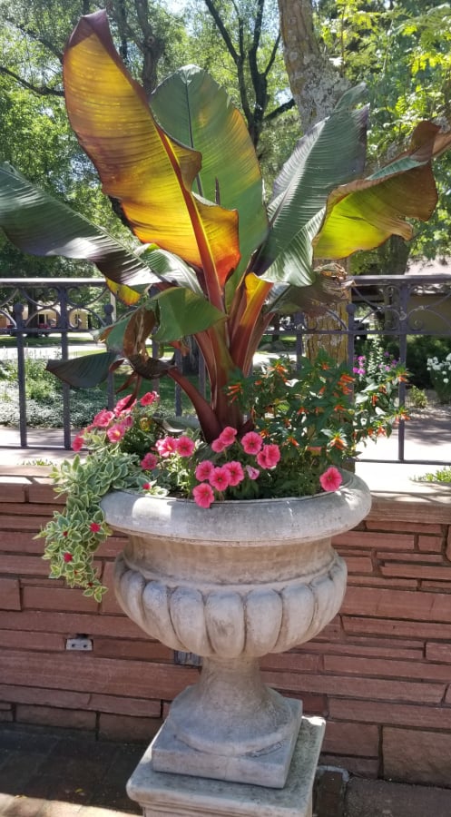 Banana plant thrillers