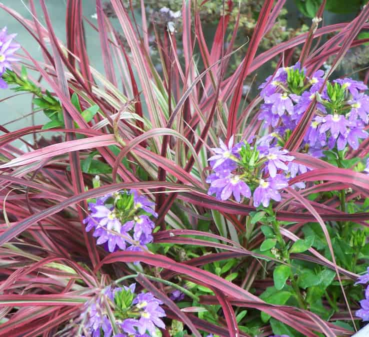 fan flower star annuals