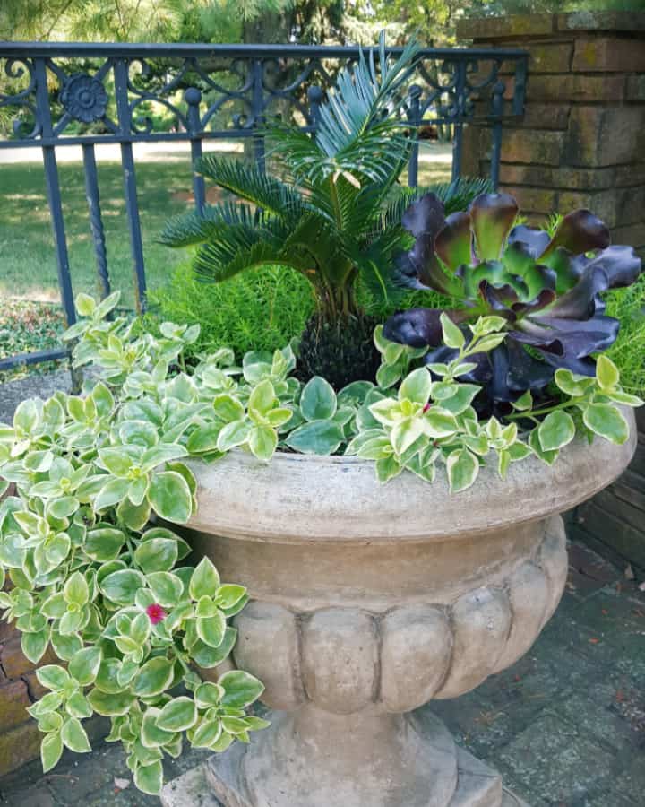 Spiller dorotheanthus