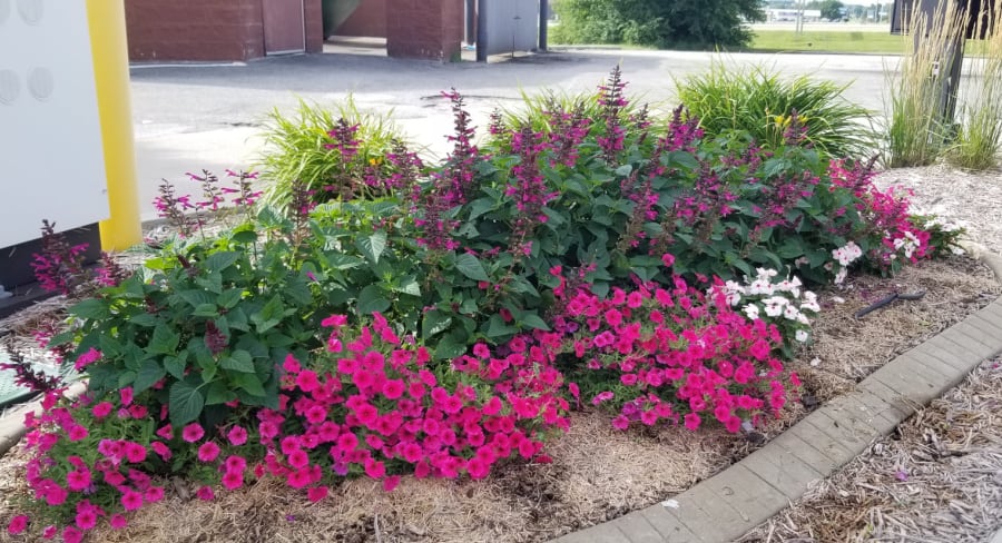 salvia rockin fuschia